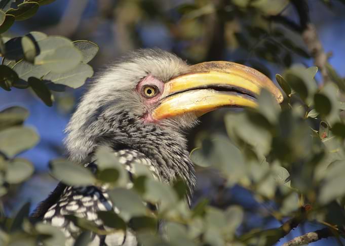 Yellow billed Hornbill