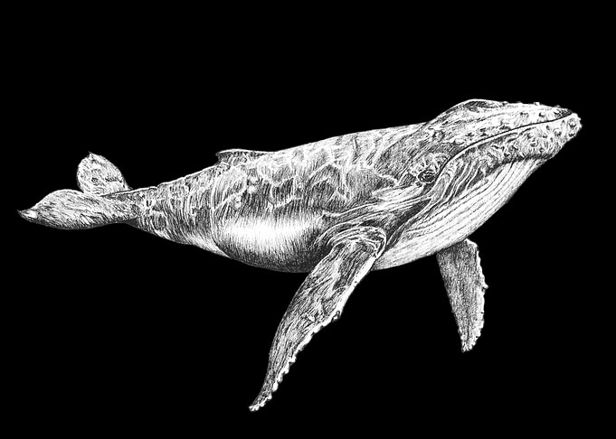 Humpback Whale