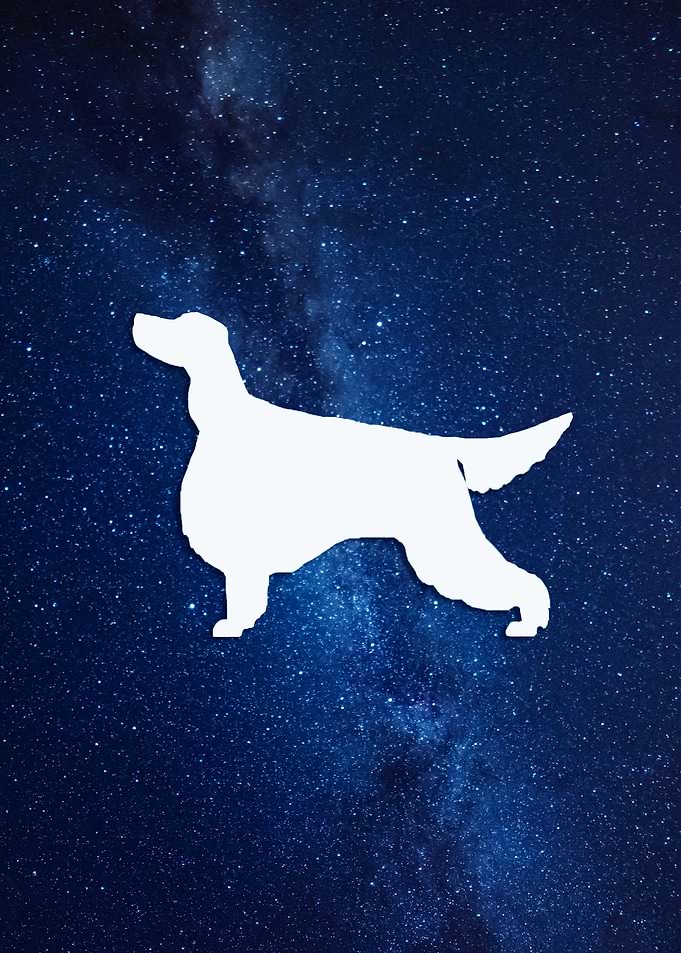Gorson Setter