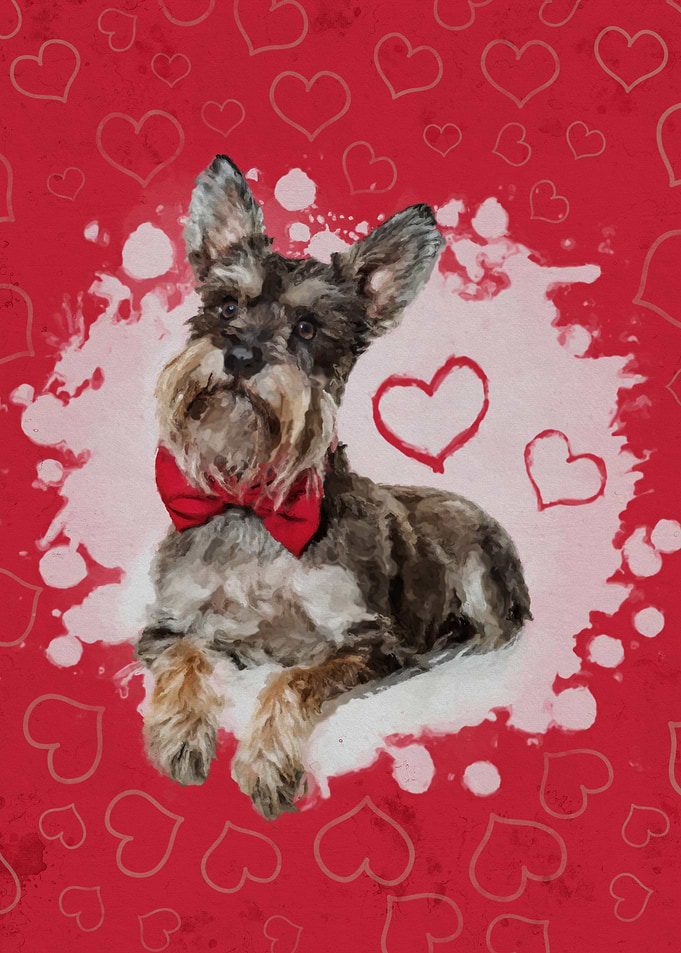 Miniature Schnauzer