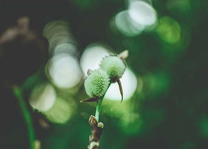 Wild nature series