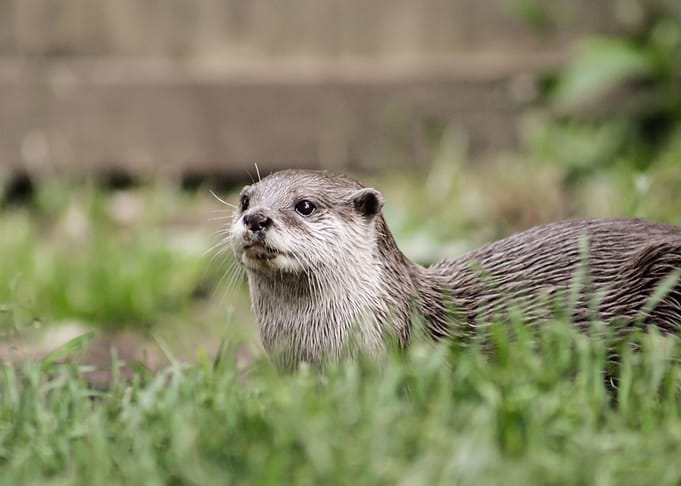 European Otter
