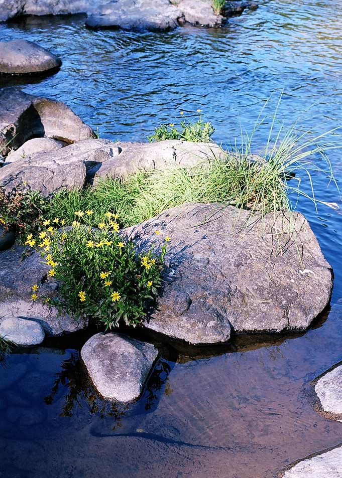 Deschutes in Spring