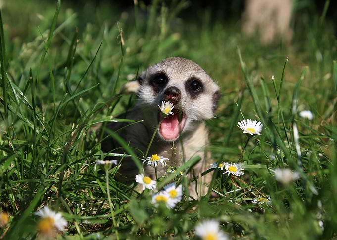 Little meerkat