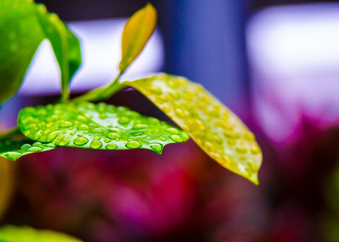 Waterdrops on leaves