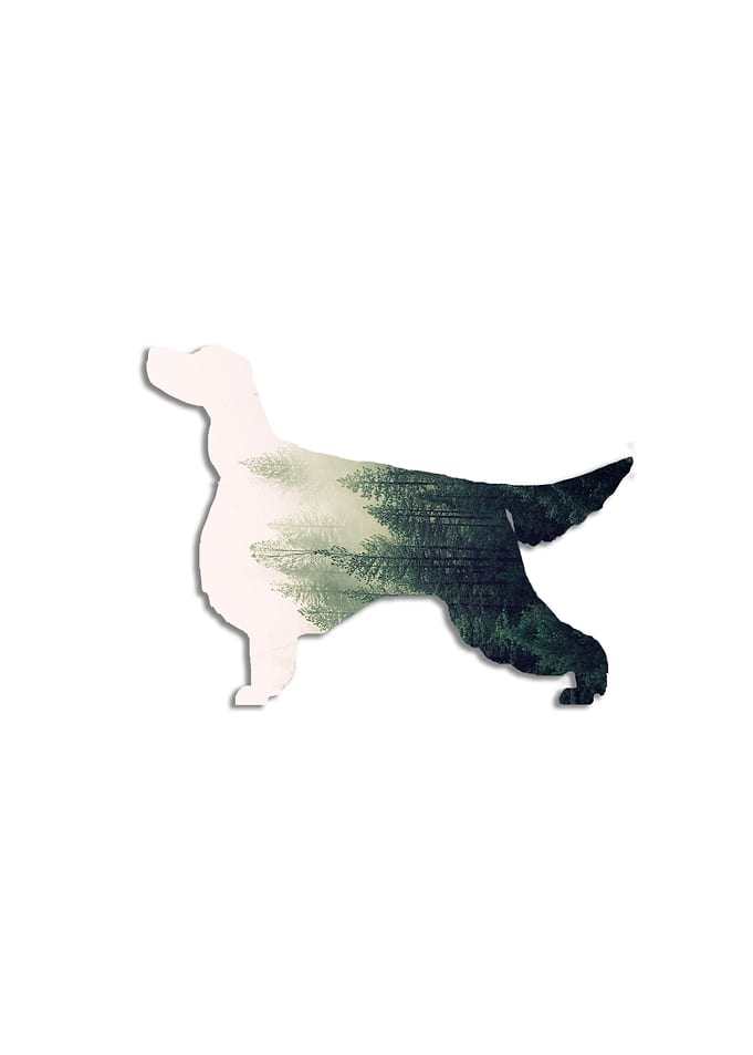 Gorson Setter