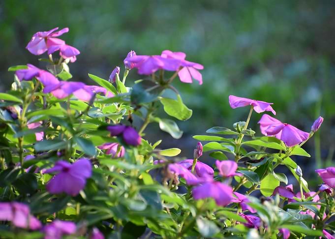 My Flowers