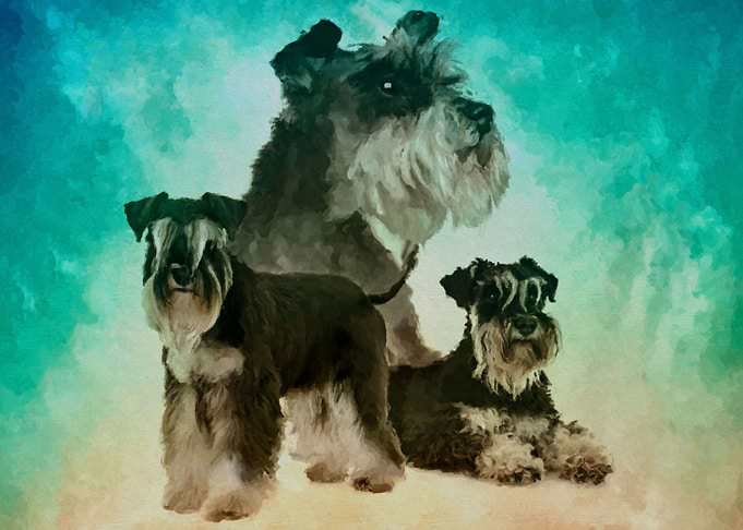 Miniature Schnauzer