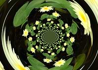 Waterlily Nirvana double y