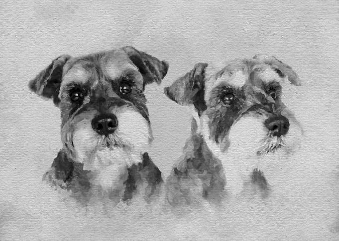 Miniature Schnauzer