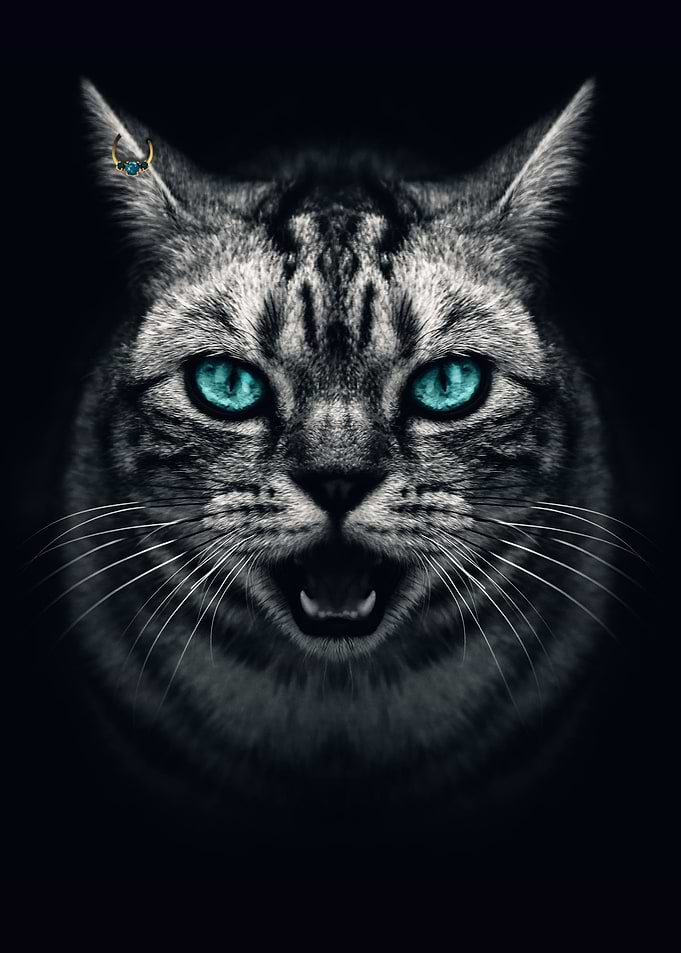 CAT portrait