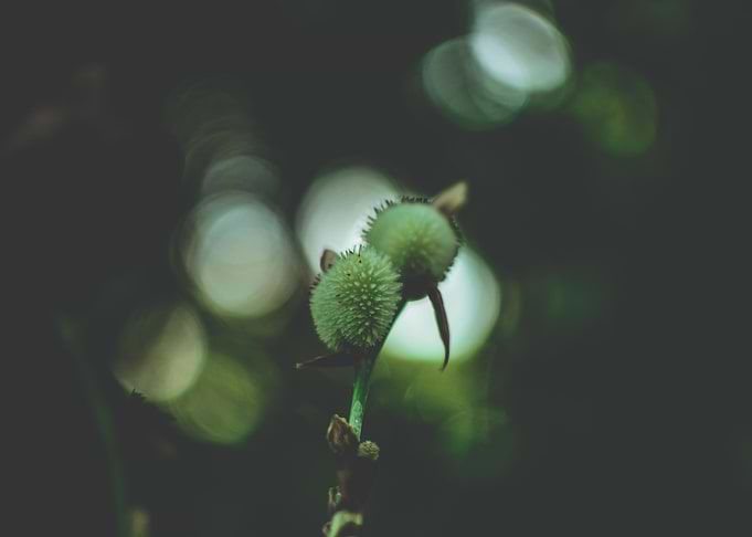 Wild nature series