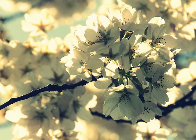 Cherry Blossom