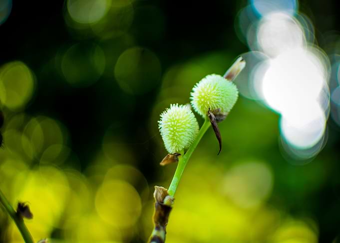 Wild nature series