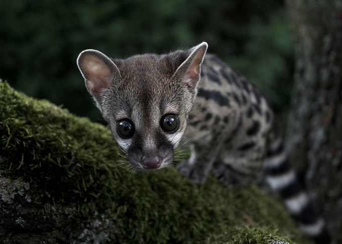 Little Genet