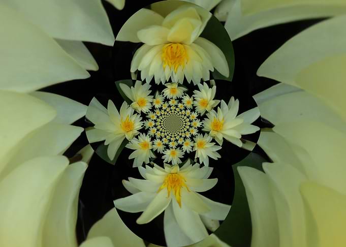 Waterlily Nirvana yellow