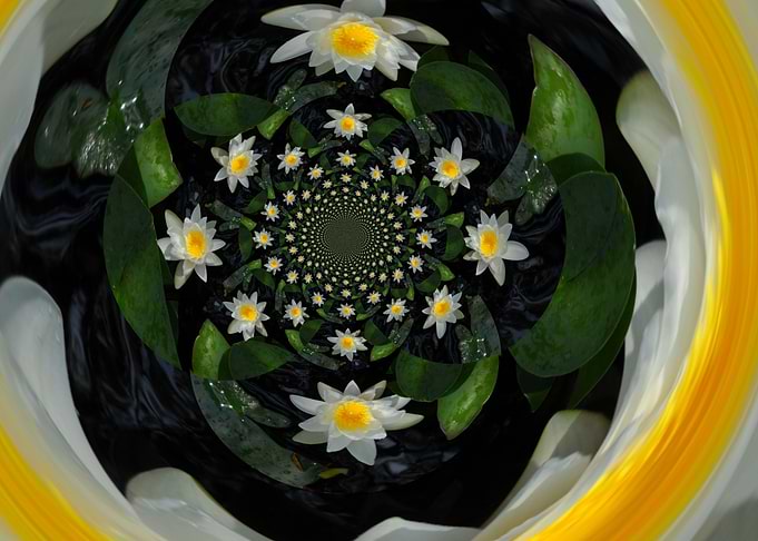 Waterlily Nirvana white