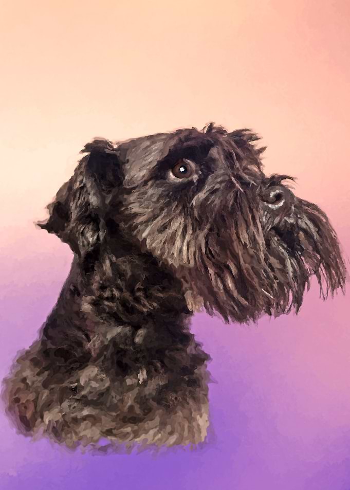 Miniature Schnauzer
