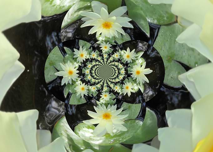 Waterlily Nirvana pearl