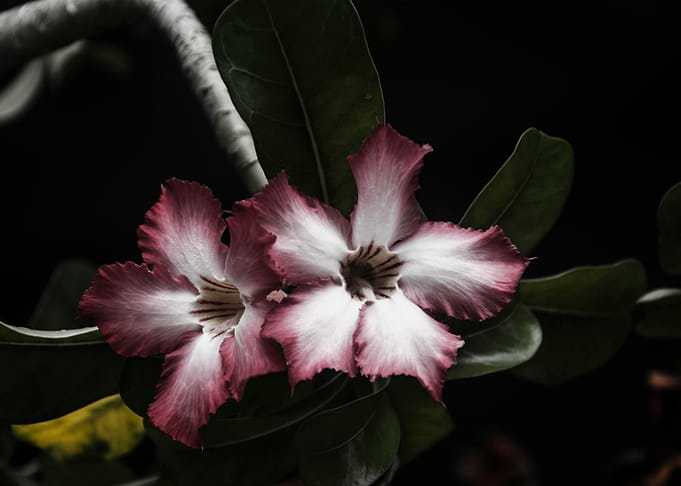 Pink Flowers