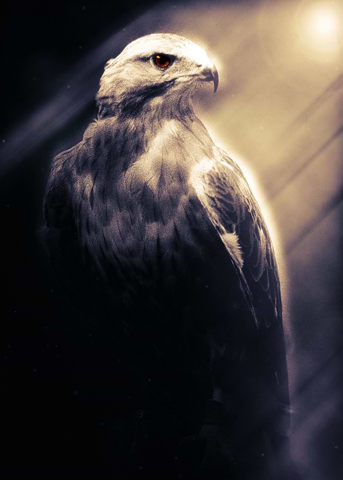Falcon