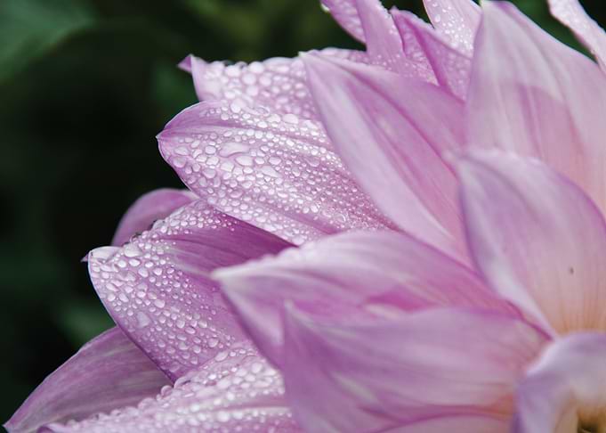 Morning Dew