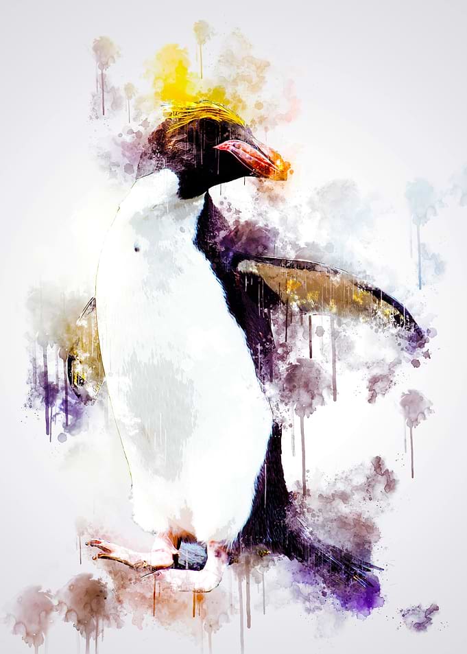 Macaroni Penguin