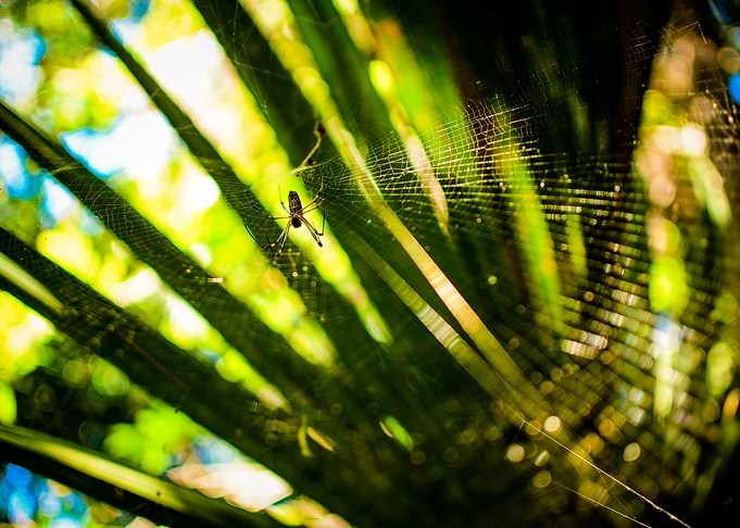 Wild nature series
