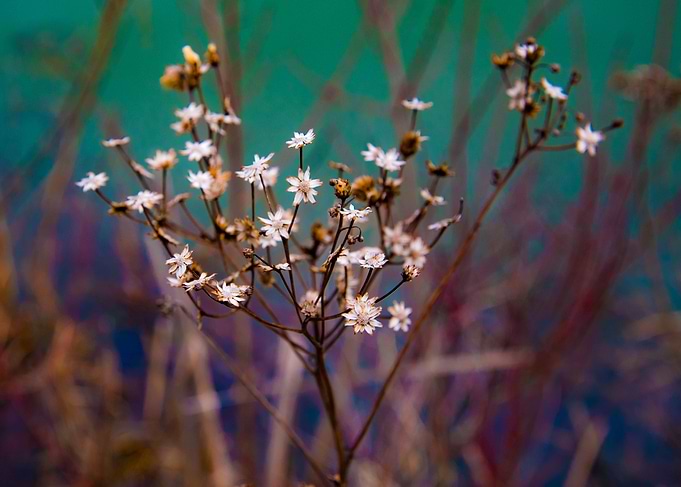 Winter Wildflower