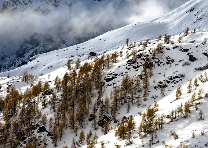Winter landscape