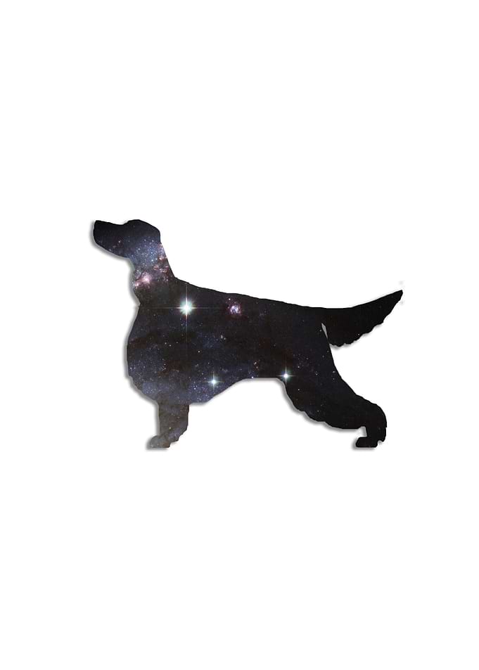 Gorson Setter