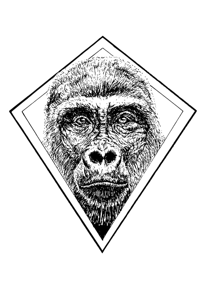Mountain Gorilla