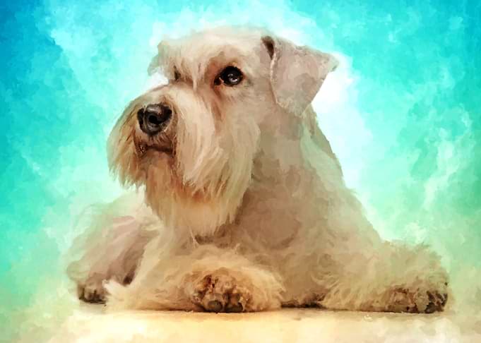 Miniature Schnauzer