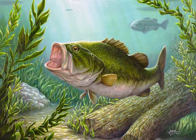 Bass Fish