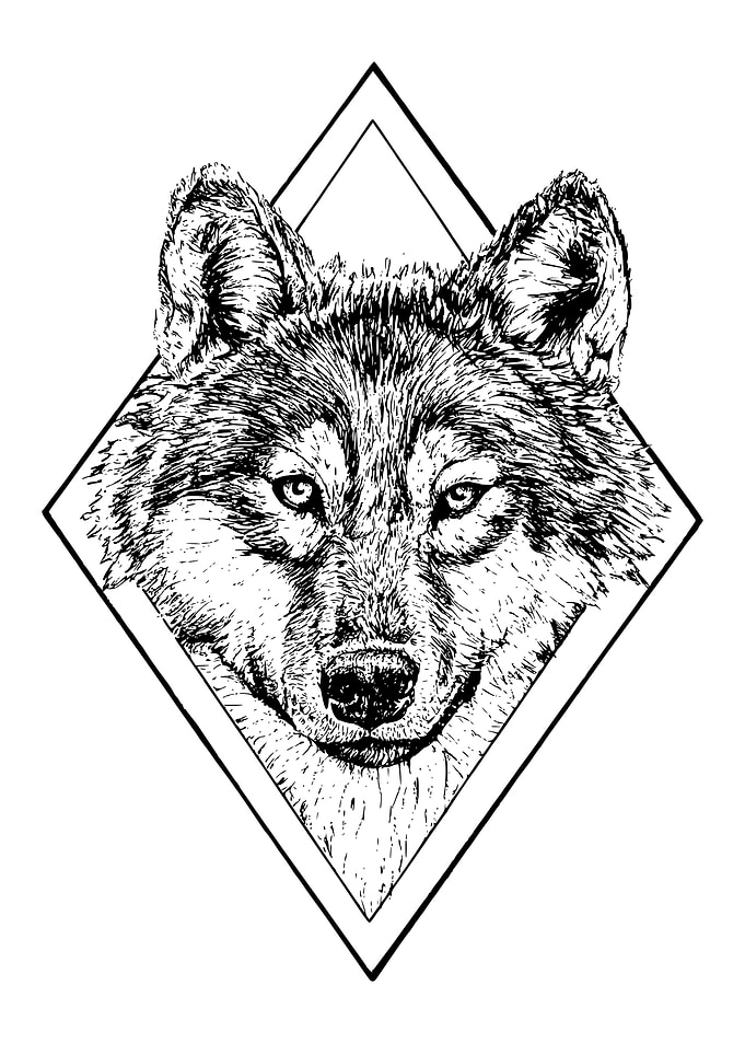 Grey Wolf