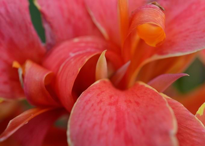 Canna indica