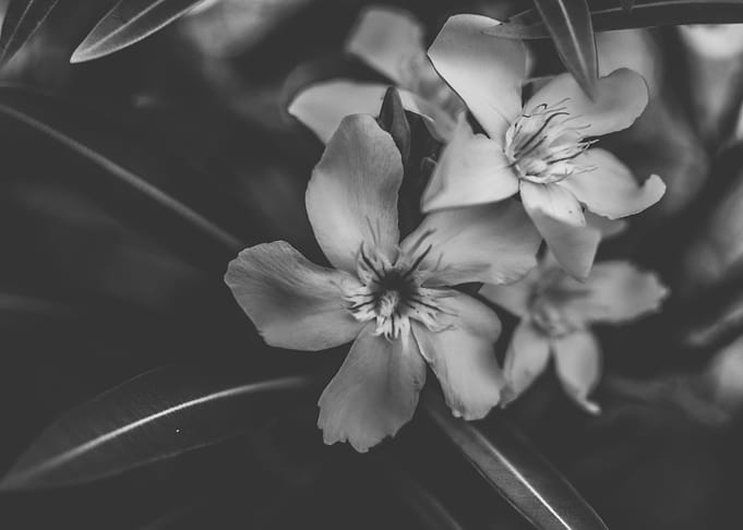 Wild nature series