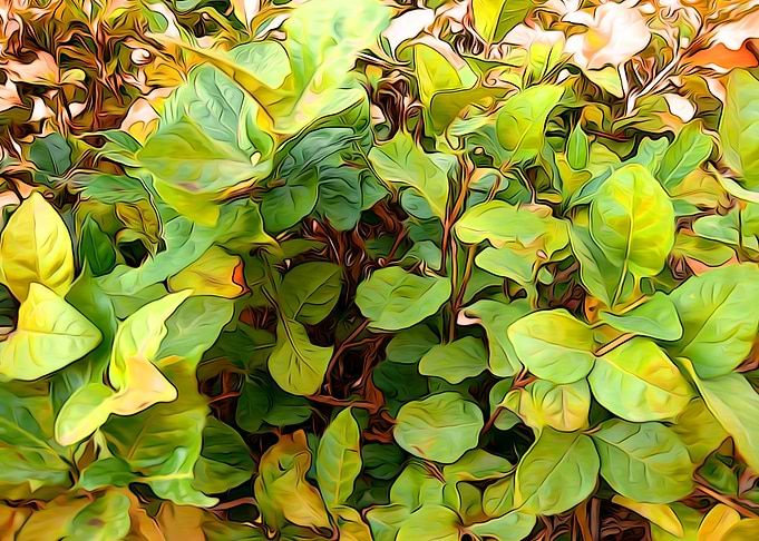 Autumn Garden Leaves