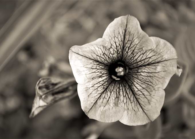 Colorless Flower