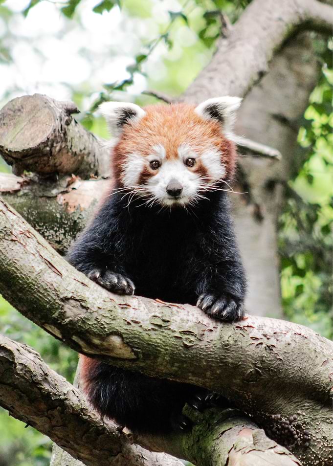 Red Panda - 'Ginger'