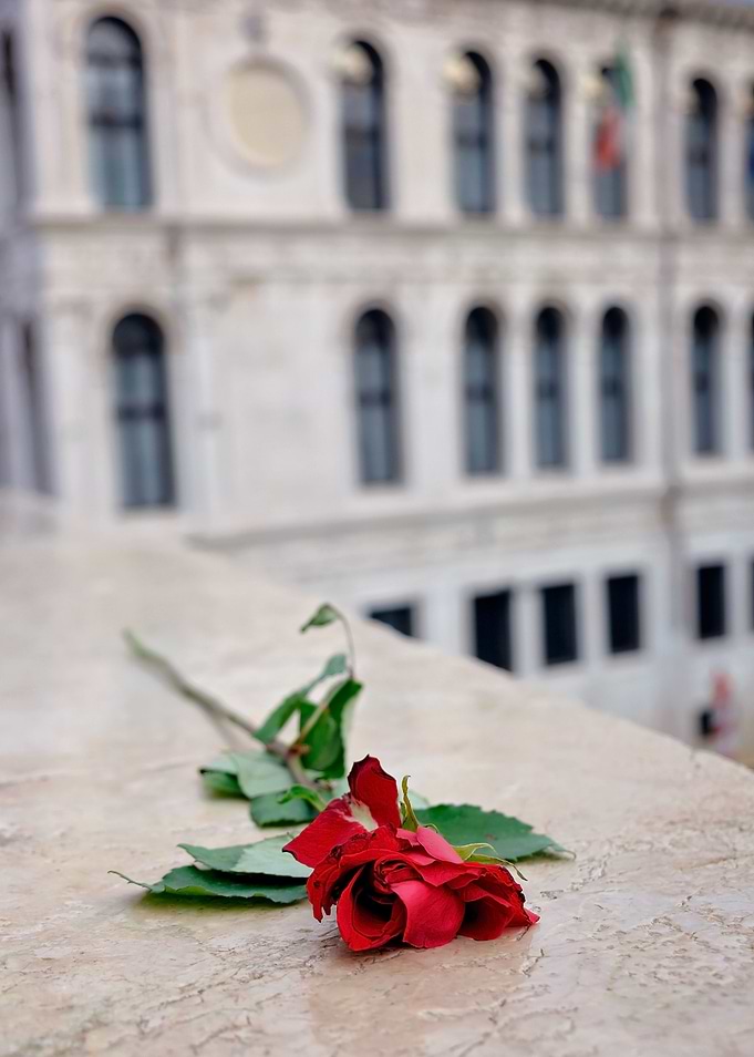 Red Rose