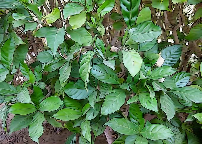 Garden Green Leaves