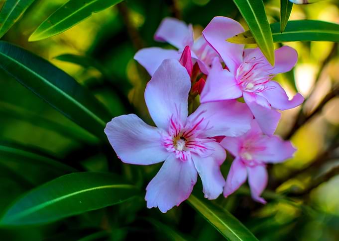 Wild nature series