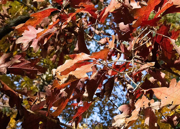 Red Leaf Redemption