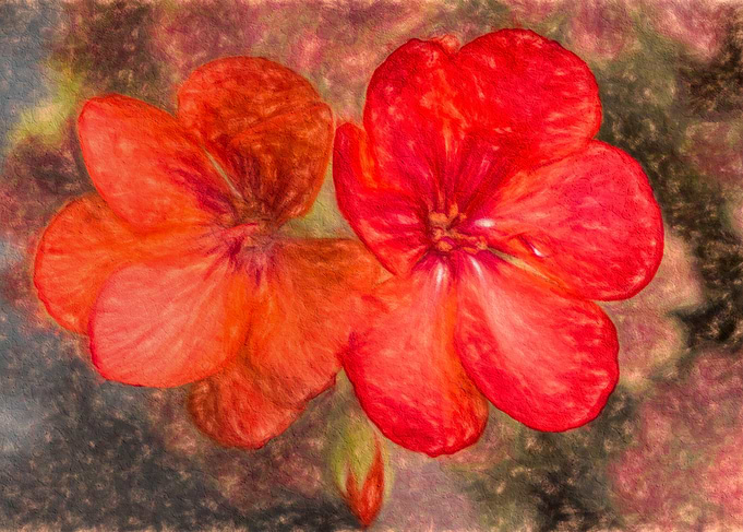 Cosmic Geranium Flowers