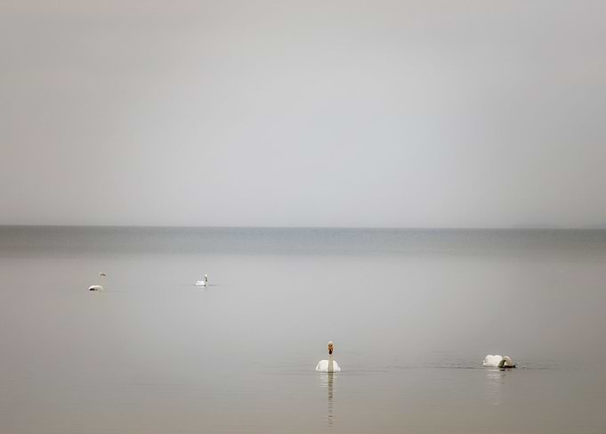 magic swans