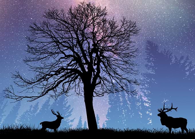 Reindeer shadow