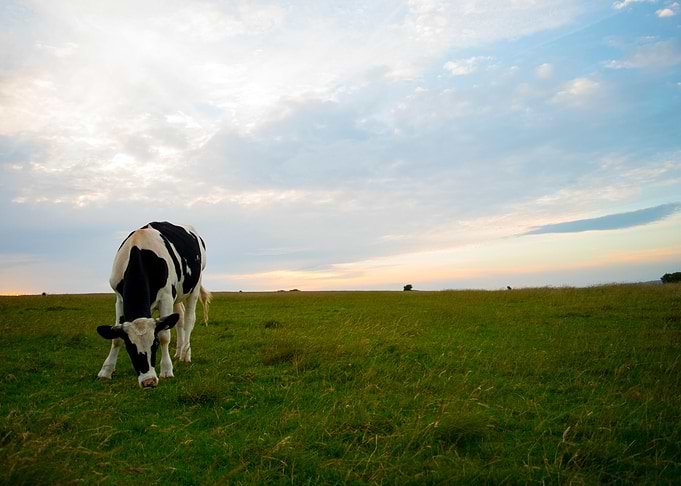 cow