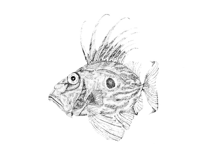 JohnDory
