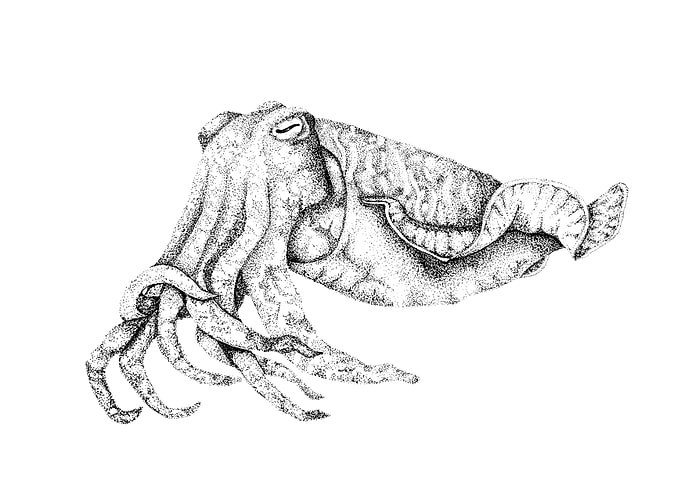 Cuttlefish